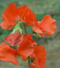 Hrachor Spring Sunshine Orange - Lathyrus odoratus - osivo hrachoru - 12 ks
