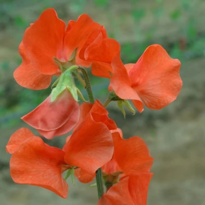 Hrachor Spring Sunshine Orange - Lathyrus odoratus - osivo hrachoru - 12 ks