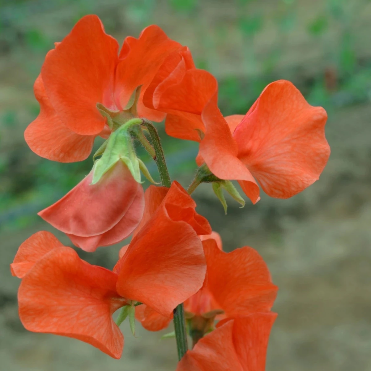 Hrachor Spring Sunshine Orange - Lathyrus odoratus - osivo hrachoru - 12 ks