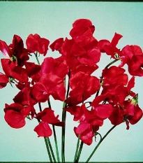 Hrachor Elegance Scarlet - Lathyrus odoratus - osivo hrachoru - 20 ks