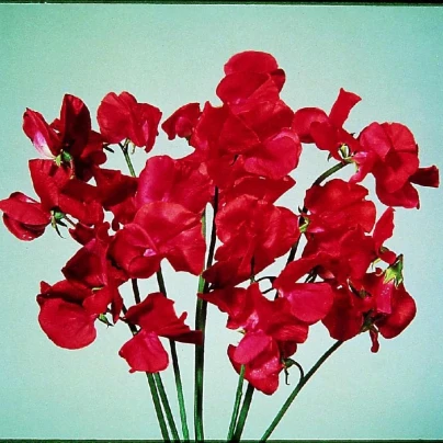 Hrachor Elegance Scarlet - Lathyrus odoratus - osivo hrachoru - 20 ks