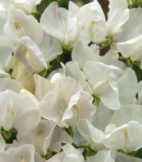 Hrachor Spencer Royal Wedding - Lathyrus odoratus - osivo hrachoru - 20 ks