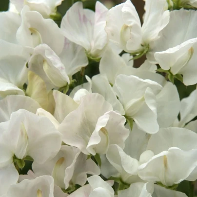 Hrachor Spencer Royal Wedding - Lathyrus odoratus - osivo hrachoru - 20 ks