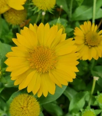 Kokarda velkokvětá Mesa Yellow - Gaillardia grandiflora - osivo kokardy - 10 ks