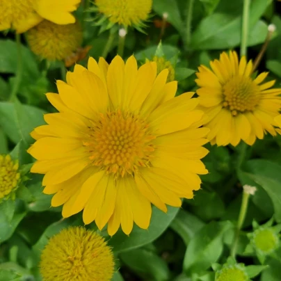 Kokarda velkokvětá Mesa Yellow - Gaillardia grandiflora - osivo kokardy - 10 ks