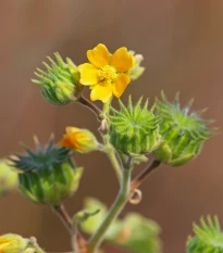 Mračňák Theophrastův - Abutilon theophrasti - osivo mračňáku - 40 ks
