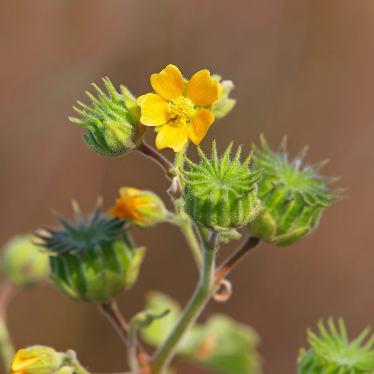 Mračňák Theophrastův - Abutilon theophrasti - osivo mračňáku - 40 ks