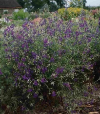 Stračka Blue Cloud - Delphinium consolida - osivo stračky - 50 ks