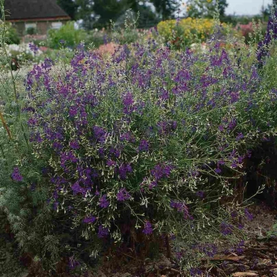 Stračka Blue Cloud - Delphinium consolida - osivo stračky - 50 ks