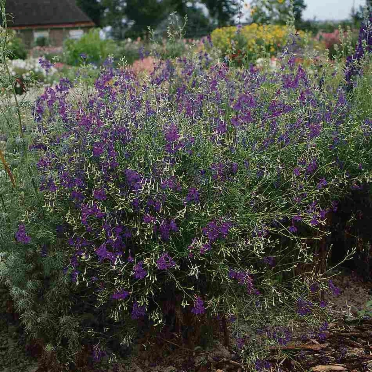 Stračka Blue Cloud - Delphinium consolida - osivo stračky - 50 ks