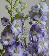 Stračka Fancy Purple Picotee - Delphinium consolida - osivo stračky - 50 ks