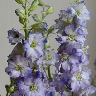 Stračka Fancy Purple Picotee - Delphinium consolida - osivo stračky - 50 ks