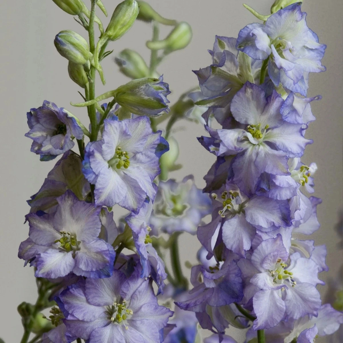 Stračka Fancy Purple Picotee - Delphinium consolida - osivo stračky - 50 ks