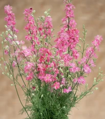 Stračka King Size Scarlet - Delphinium consolida - osivo stračky - 50 ks