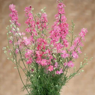 Stračka King Size Scarlet - Delphinium consolida - osivo stračky - 50 ks