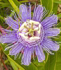Mučenka pletní - Passiflora incarnata - osivo mučenky - 4 ks