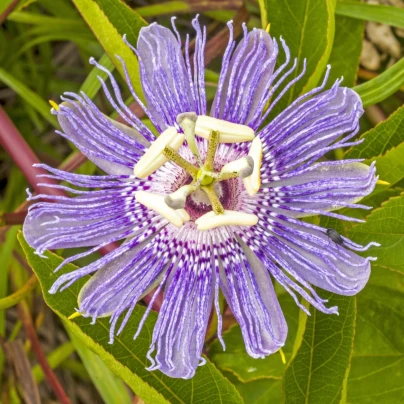 Mučenka pletní - Passiflora incarnata - osivo mučenky - 4 ks