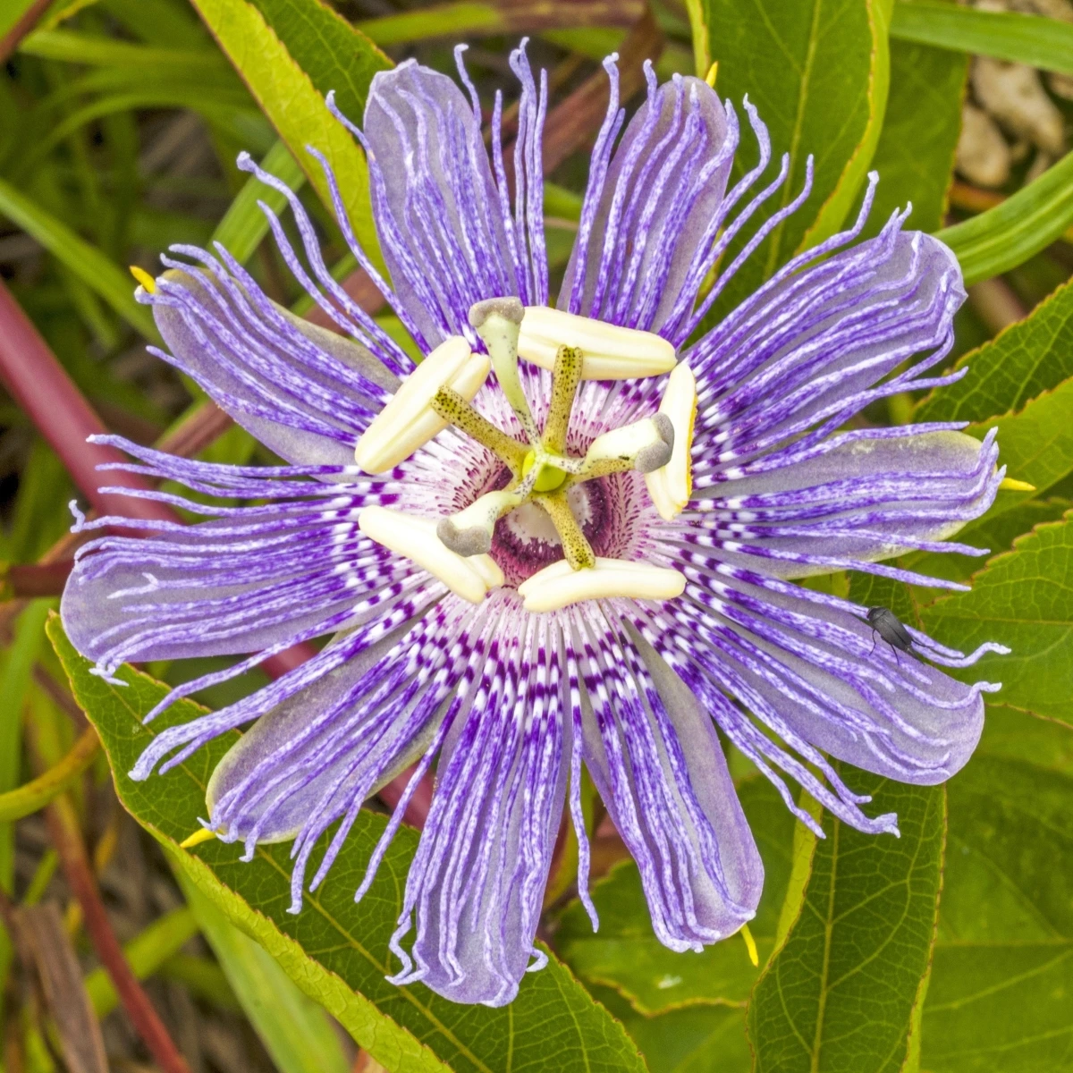 Mučenka pletní - Passiflora incarnata - osivo mučenky - 4 ks