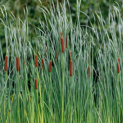 Orobinec úzkolistý - Typha angustifolia - osivo orobince - 15 ks