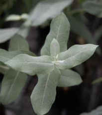 Eukalyptus Styx – Blahovičník – Eucalyptus globulus – osivo eukalyptu