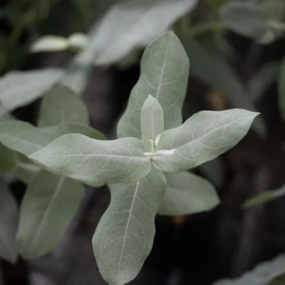 Eukalyptus Styx – Blahovičník – Eucalyptus globulus – osivo eukalyptu