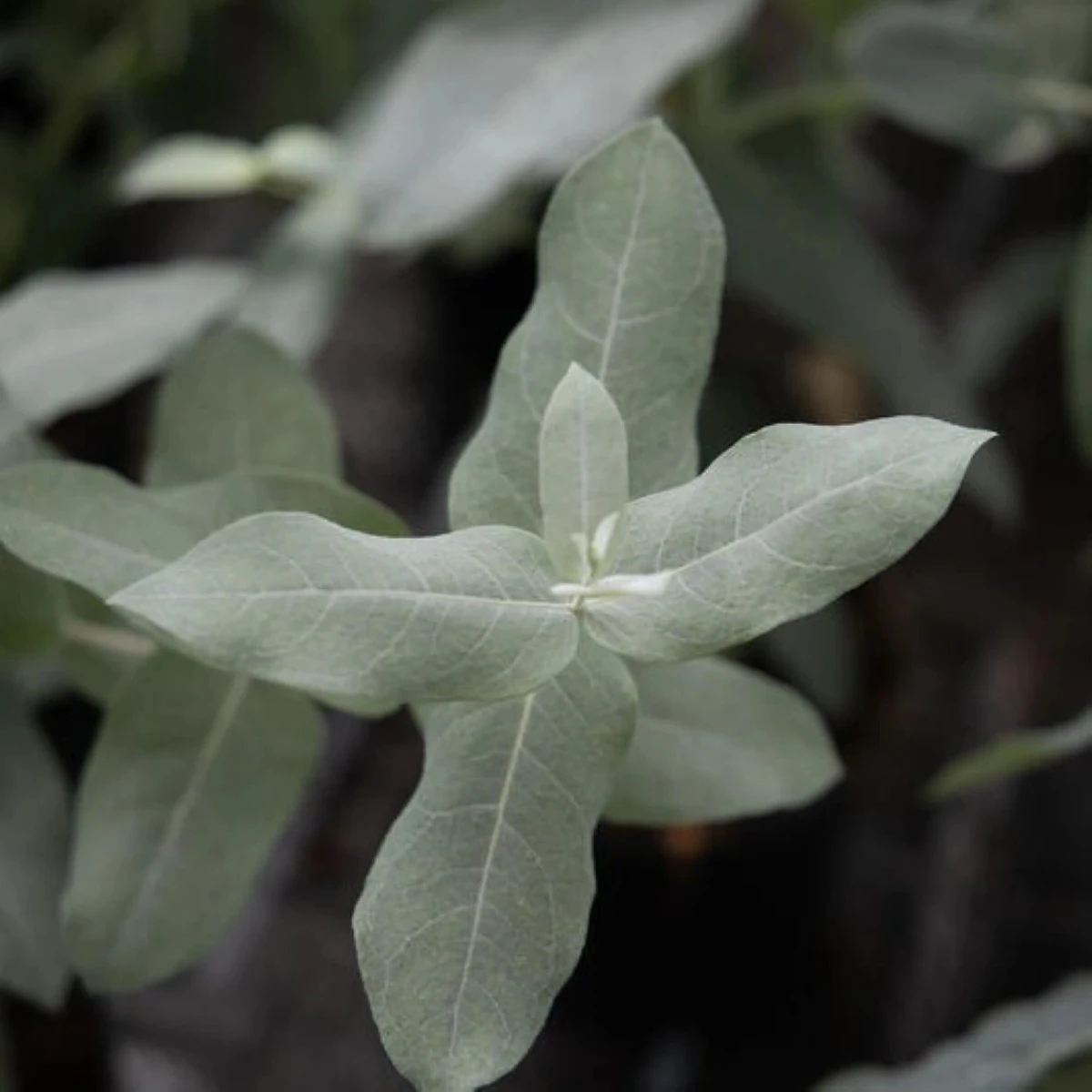 Eukalyptus Styx – Blahovičník – Eucalyptus globulus – osivo eukalyptu