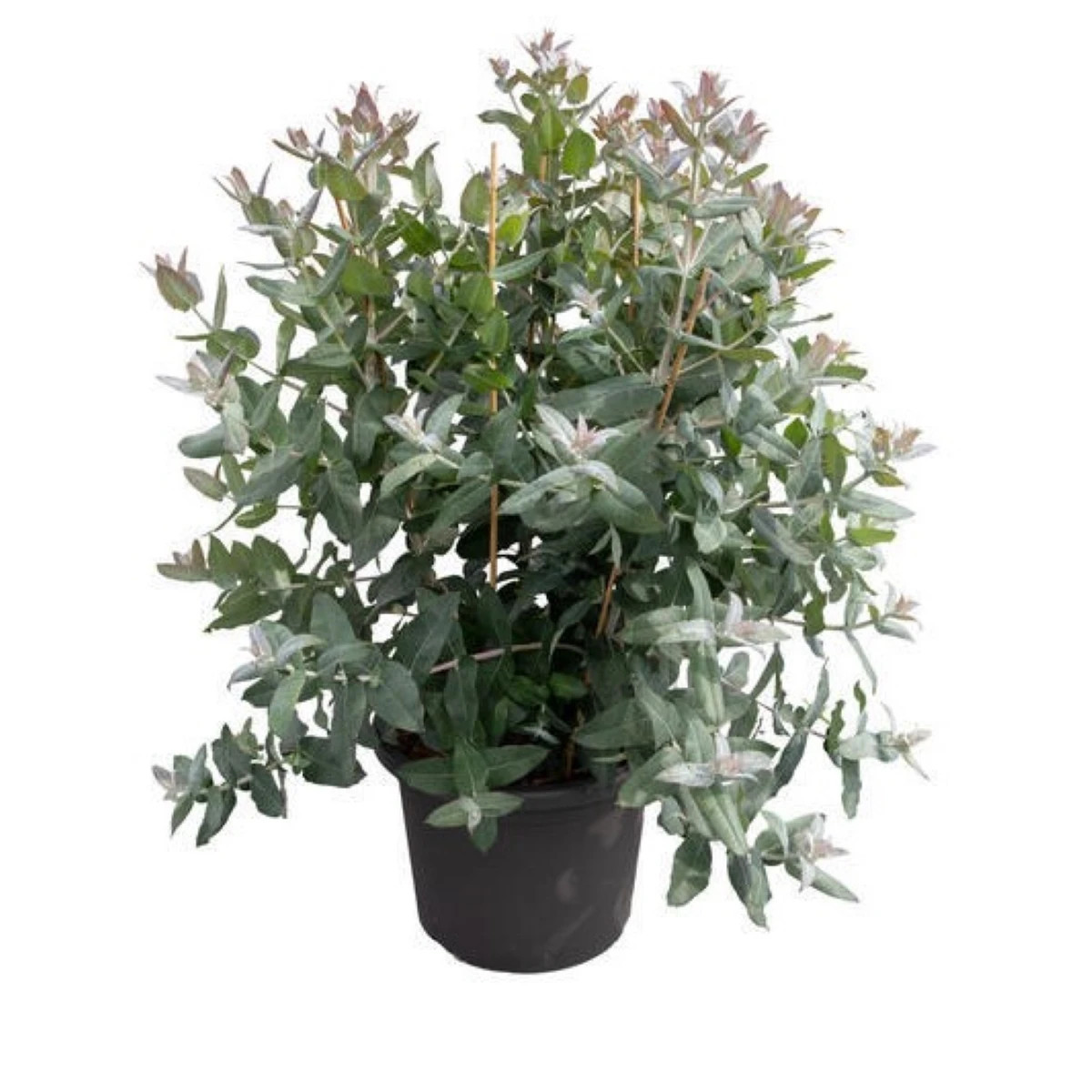 Eukalyptus Styx – Blahovičník – Eucalyptus globulus – osivo eukalyptu