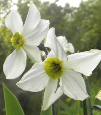 Narcis Sinopel - Narcissus - cibule narcisů  - 3 ks
