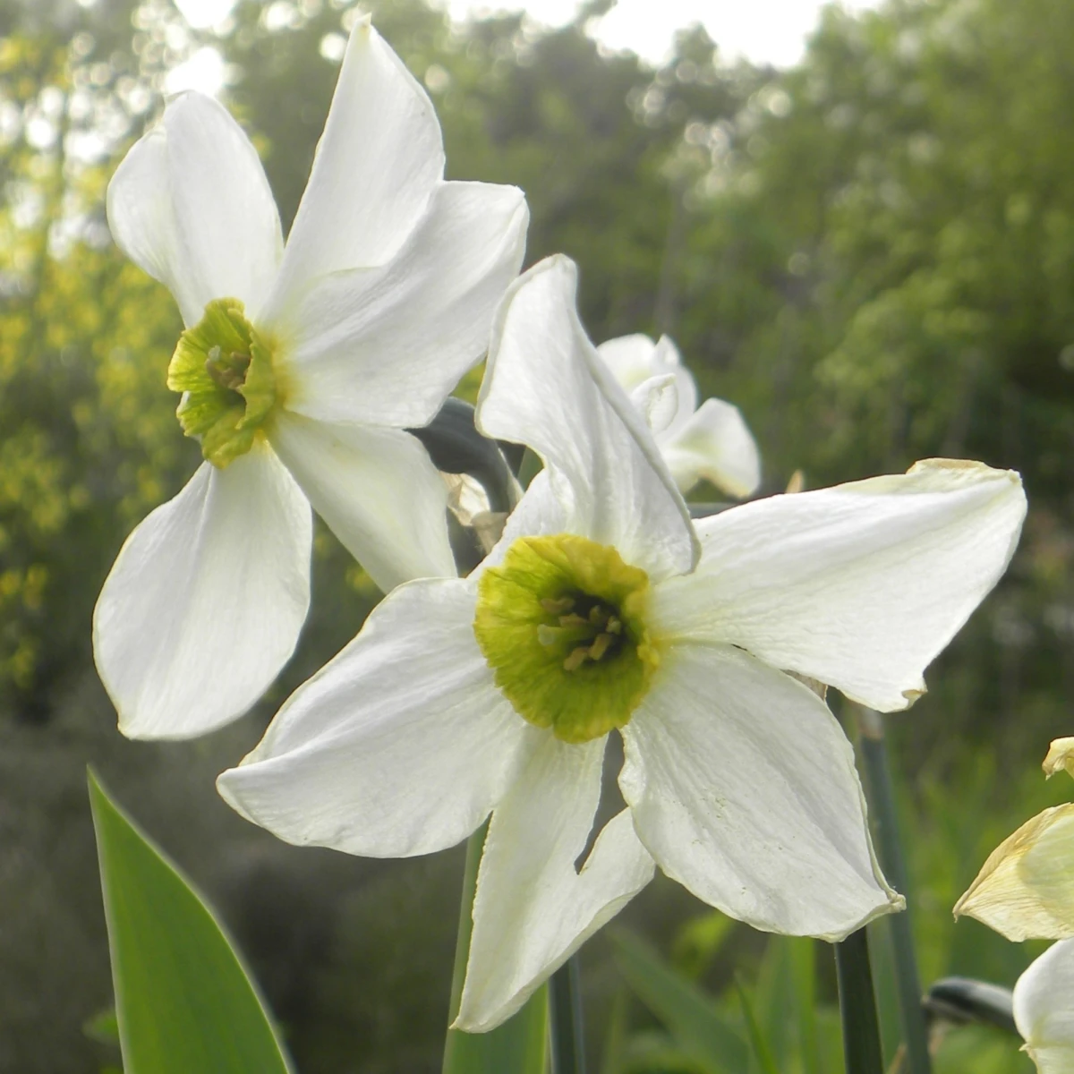 Narcis Sinopel - Narcissus - cibule narcisů  - 3 ks
