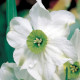 Narcis Sinopel - Narcissus - cibule narcisů  - 3 ks