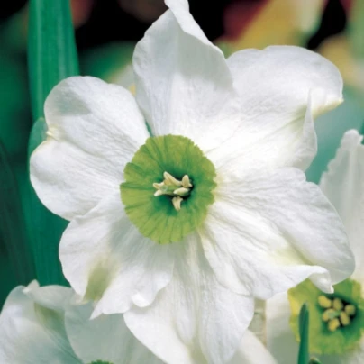 Narcis Sinopel - Narcissus - cibule narcisů  - 3 ks