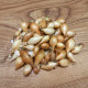 Cibule sazečka ozimá Augusta - Allium cepa - cibulky sazečky - 250 g