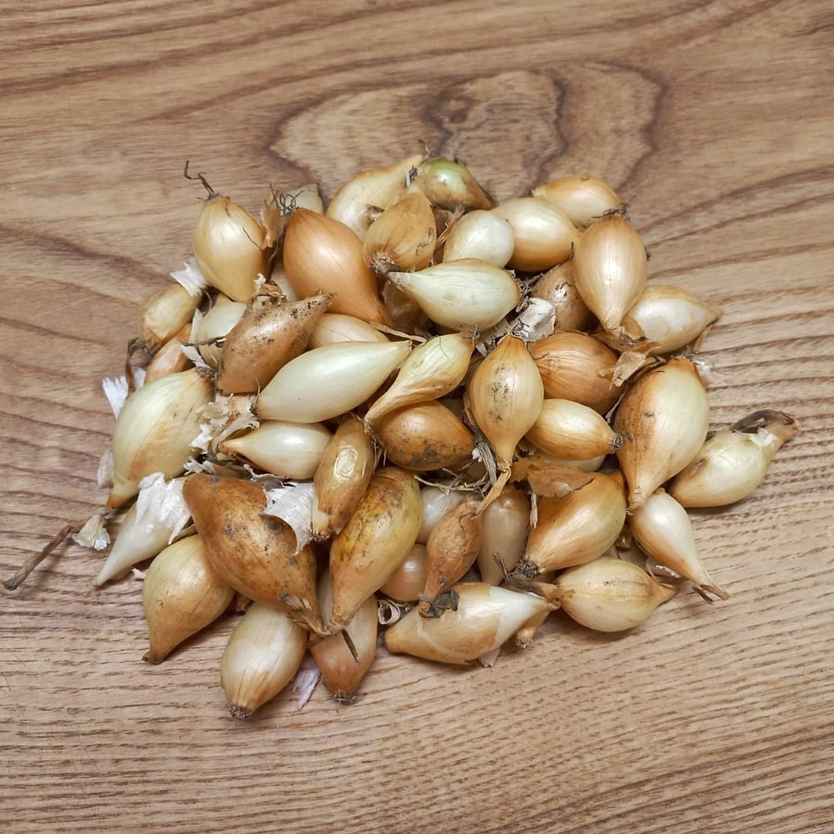 Cibule sazečka ozimá Augusta - Allium cepa - cibulky sazečky - 250 g