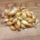 Cibule sazečka ozimá Winteria - Allium cepa - cibulky sazečky - 250 g