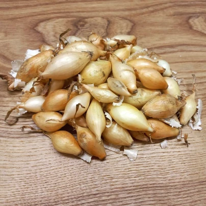Cibule sazečka ozimá Winteria - Allium cepa - cibulky sazečky - 250 g