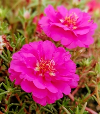 Šrucha zlatá Sundial Fuchsia F1 - Portulaca grandiflora - osivo šruchy - 80 ks