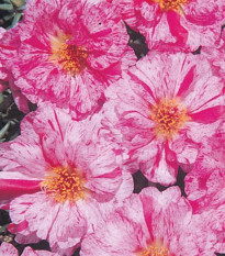 Šrucha zlatá Sundial Peppermint F1 - Portulaca grandiflora - osivo šruchy - 80 ks