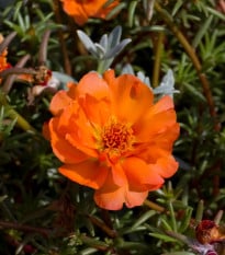 Šrucha zlatá Sundial Tangerine F1 - Portulaca grandiflora - osivo šruchy - 80 ks