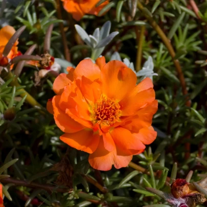 Šrucha zlatá Sundial Tangerine F1 - Portulaca grandiflora - osivo šruchy - 80 ks