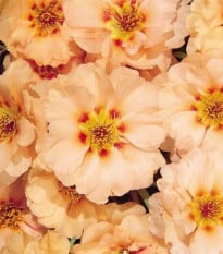 Šrucha zlatá Sundial Mango F1 – Portulaca grandiflora – osivo šruchy
