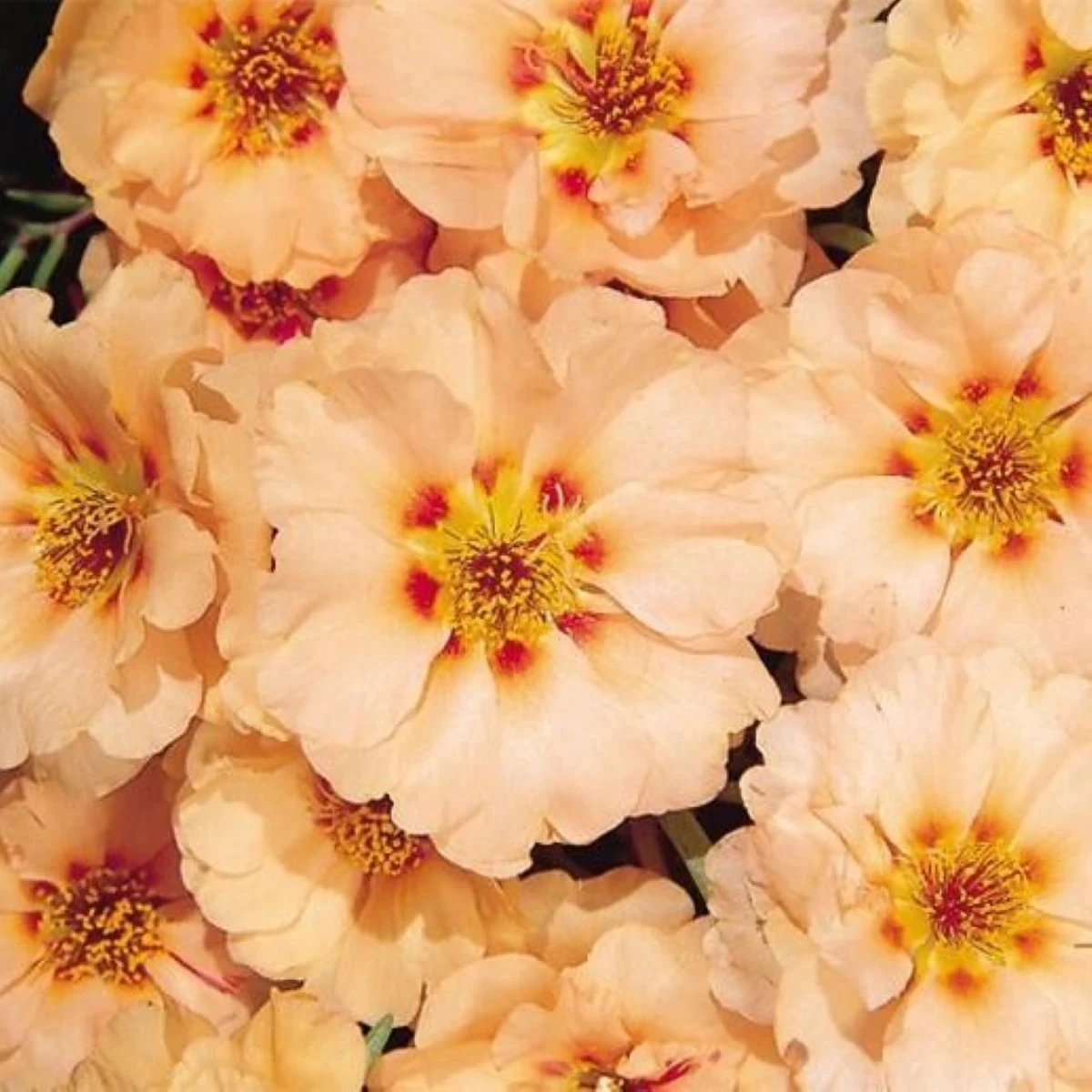 Šrucha zlatá Sundial Mango F1 – Portulaca grandiflora – osivo šruchy