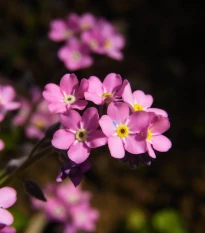 Pomněnka lesní Rosylva - Myosotis sylvatica - osivo pomněnky - 60 ks