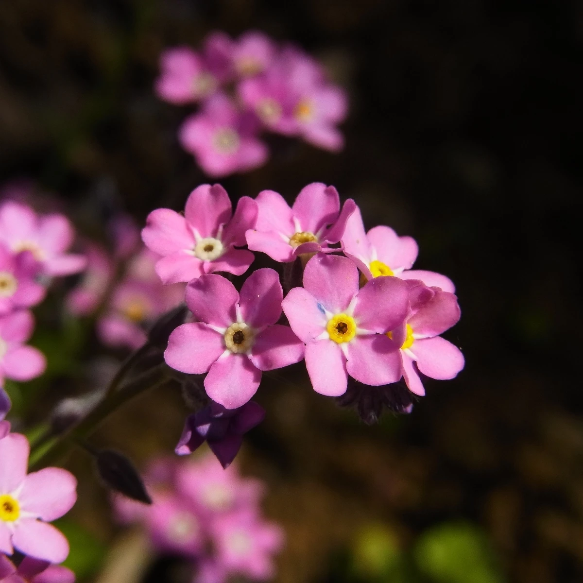 Pomněnka lesní Rosylva - Myosotis sylvatica - osivo pomněnky - 60 ks