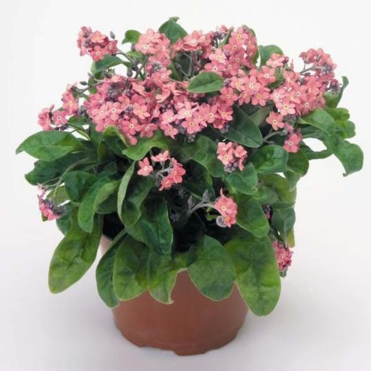 Poměnka lesní Rosylva - Myosotis sylvatica - osivo pomněnky - 60 ks