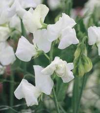 Hrachor Elegance White - Lathyrus odoratus - osivo hrachoru - 20 ks