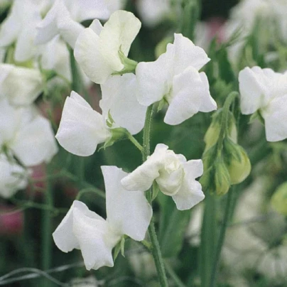 Hrachor Elegance White - Lathyrus odoratus - osivo hrachoru - 20 ks