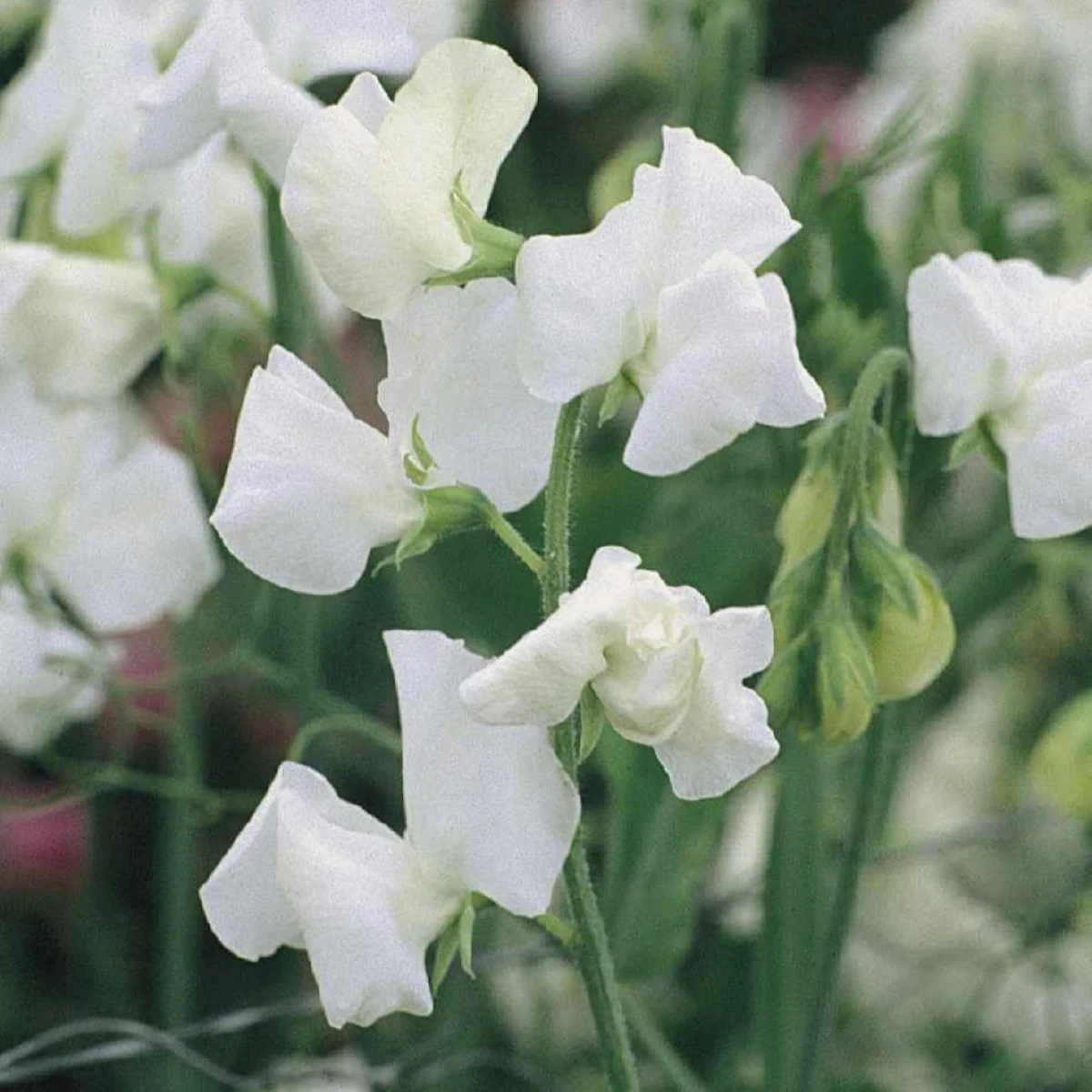 Hrachor Elegance White - Lathyrus odoratus - osivo hrachoru - 20 ks