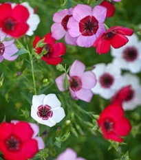 Len velkokvětý Tricolore - Linum grandiflorum - osivo lnu - 100 ks