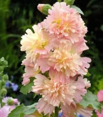 Topolovka růžová Spring Celebrities Apricot - Alcea rosea - osivo topolovky - 10 ks