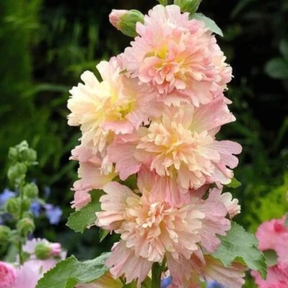 Topolovka růžová Spring Celebrities Apricot - Alcea rosea - osivo topolovky - 10 ks